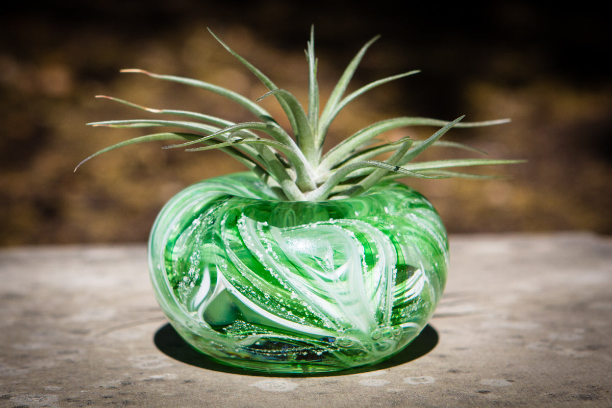 ashes into glass memorial planter